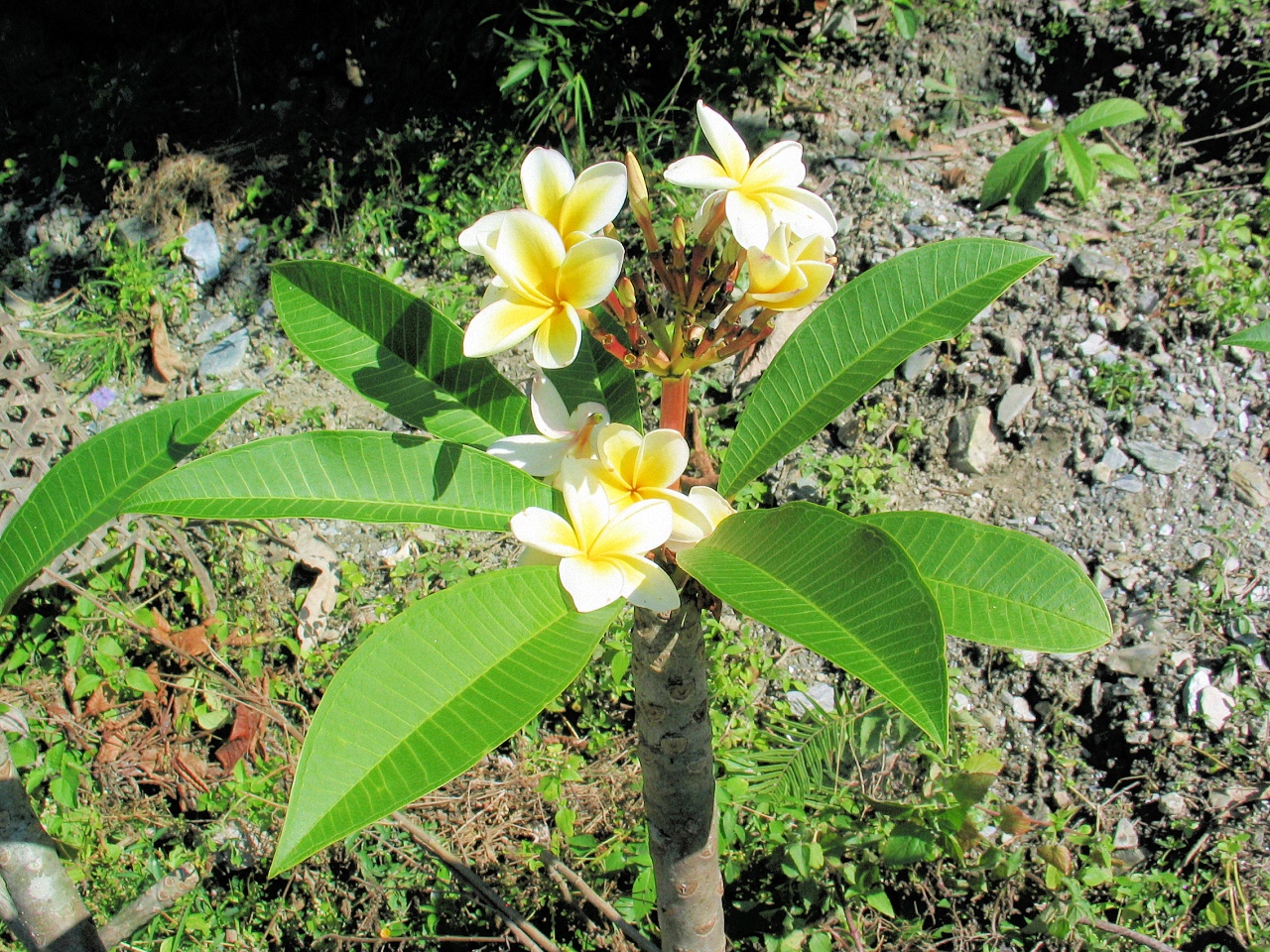 image91