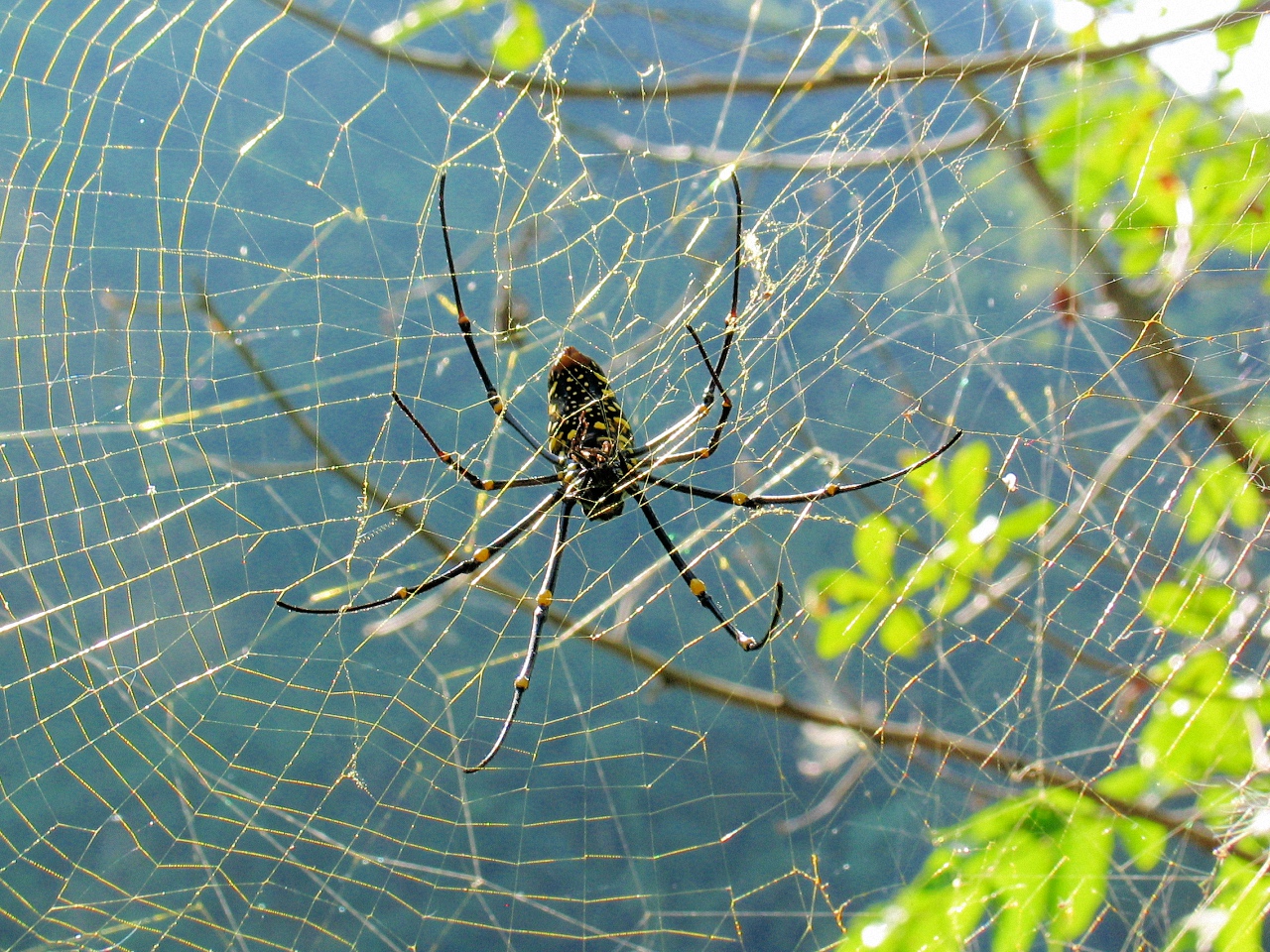 image94